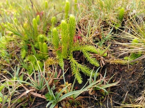 Inundated Bog Clubmoss