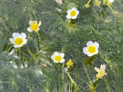 Thread-leaved Water-crowfoot Bonsai