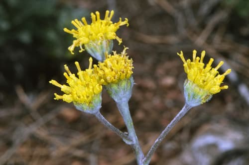 Fineleaf Woollywhite Bonsai