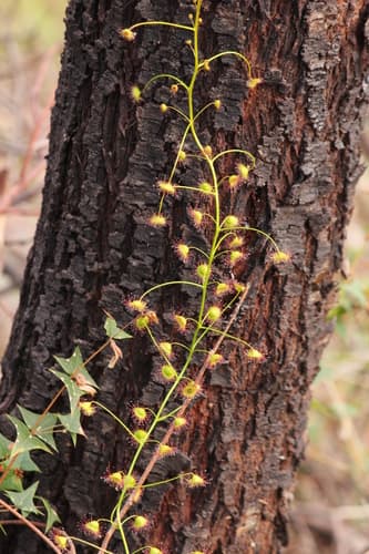 Climbing Sundew