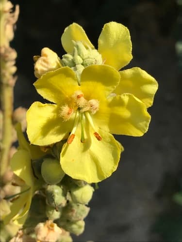 Dense-flowered Mullein