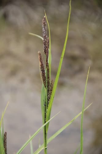 Water Sedge