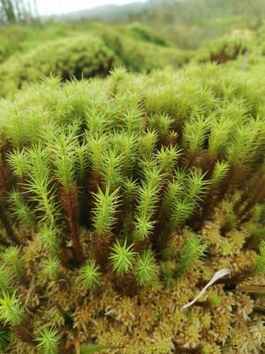 Bog Haircap Moss