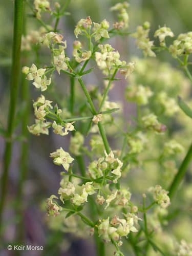Narrow-leaved Bedstraw Bonsai