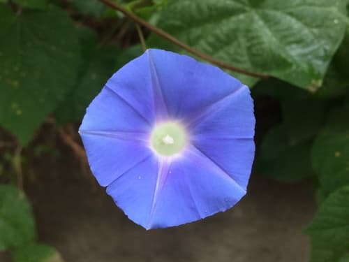 Japanese Morning Glory Flower