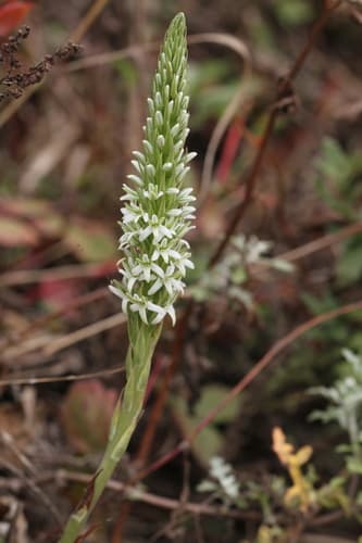 Elegant Rein Orchid