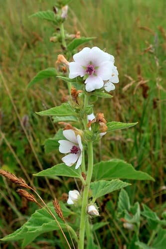 Marsh Mallow