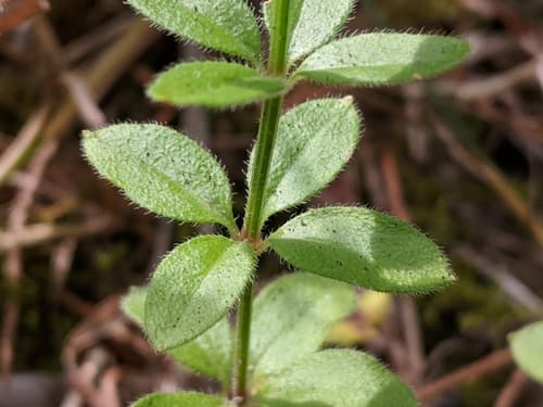 Hairy bedstraw