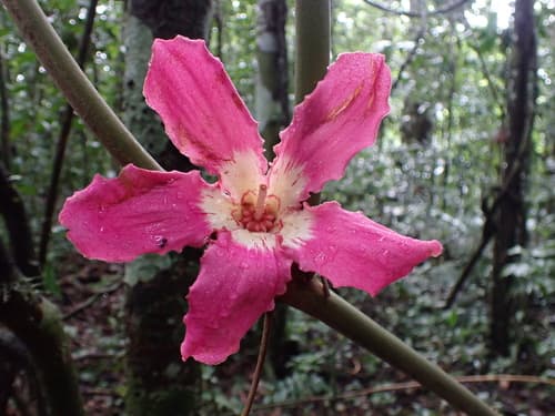 Silk Floss Tree Bonsai