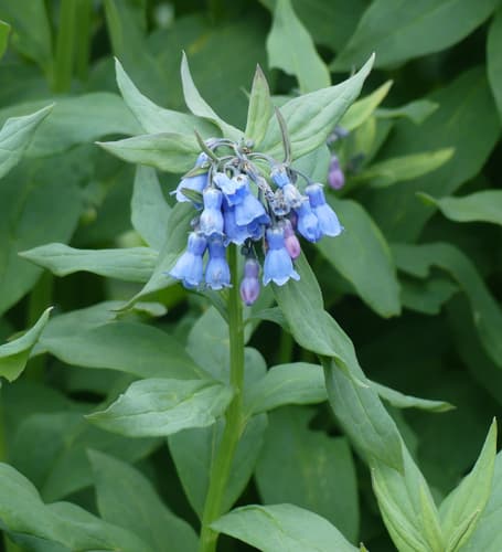 mountain bluebells