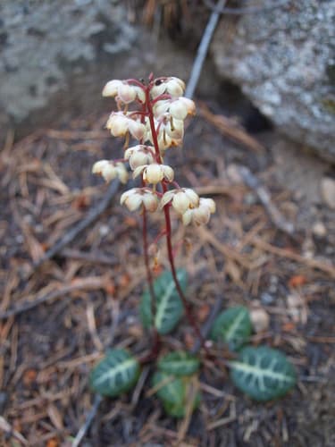 White-veined Wintergreen Bonsai