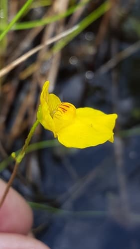 Intermediate Bladderwort