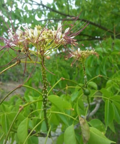 Crateva tapia Bonsai