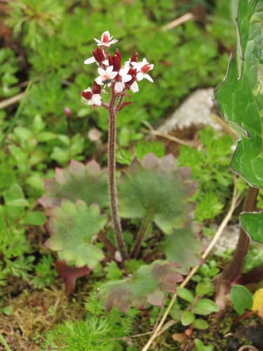 Heartleaf Saxifrage Bonsai