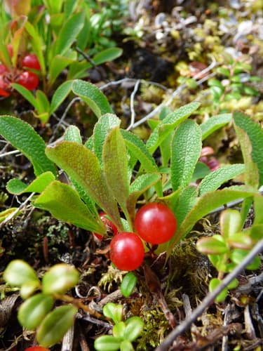 Red Bearberry Bonsai