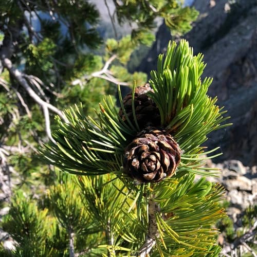 Whitebark Pine Bonsai