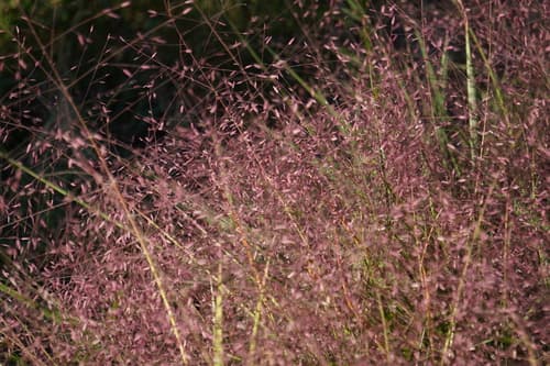 Purple Lovegrass