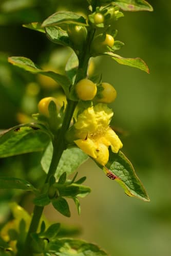 Mullein Foxglove Specimen