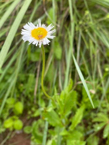 Erigeron longipes