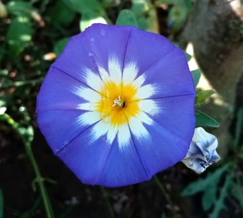 Dwarf Morning-glory