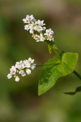 Common Buckwheat