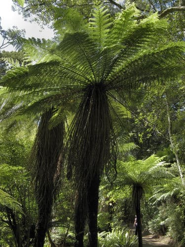 Smith's tree fern