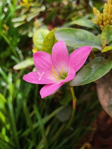 Rose Pink Zephyr Lily