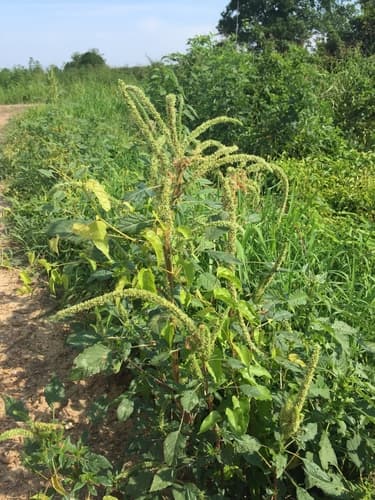 Rough-fruit Amaranth