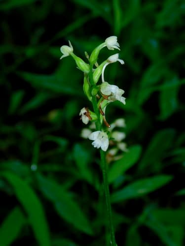 small green wood orchid