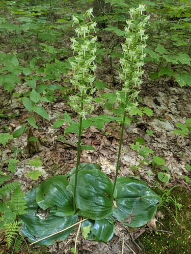 Round-leaved Bog Orchid