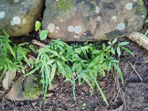 Slender Bracken