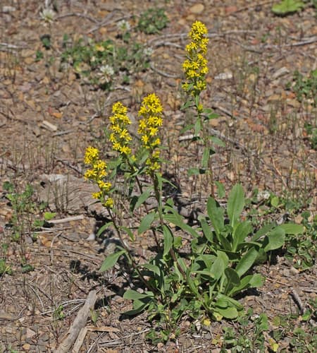 Sticky Goldenrod