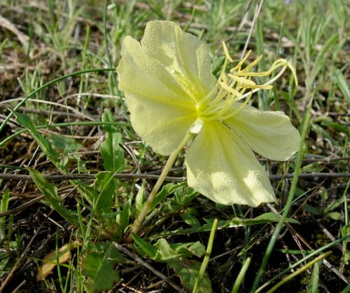 Stemless Evening Primrose