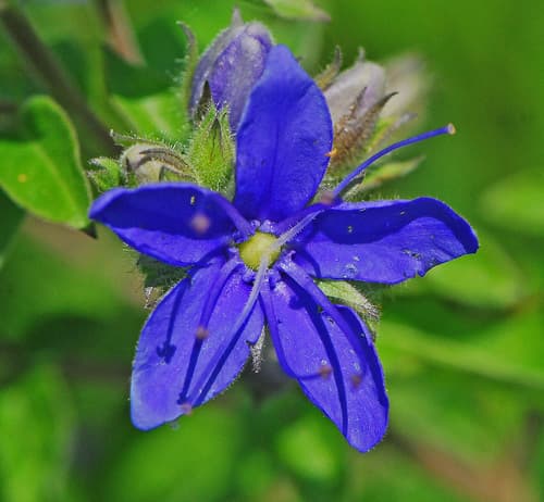 Blue Waterleaf Flower