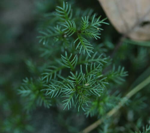 whorled water-milfoil