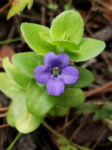 Carolina Water-hyssop