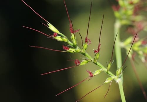 Basket Grass