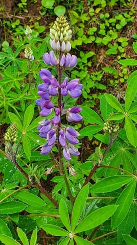 Broadleaf Lupine