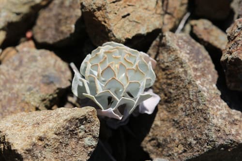 Hoary Wild Buckwheat