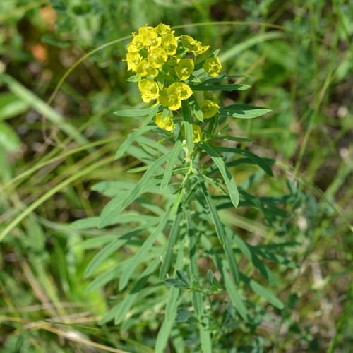 Leafy Spurge Bonsai