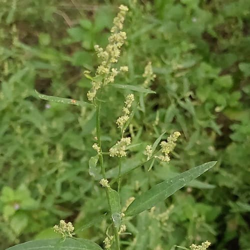 Common Orache Bonsai Specimen