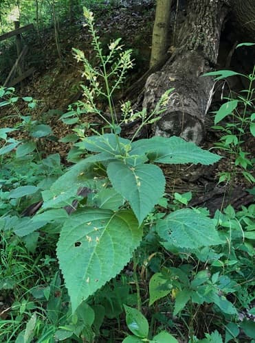 Citronella Horse Balm