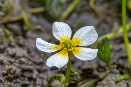 Common Water-Crowfoot