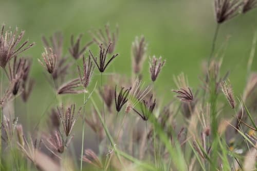 Finger Grass