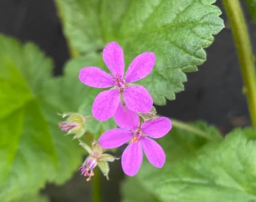 Soft Stork's-bill