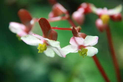 Cut-leaved Begonia