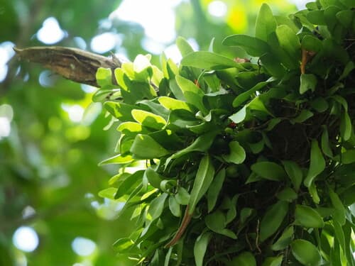 Lanceleaf Tongue Fern