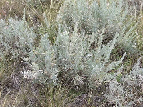 Silver Sagebrush