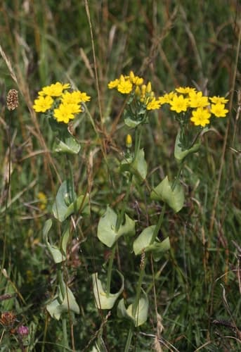 Yellow-wort