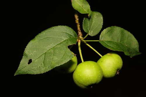 European Wild Apple Bonsai